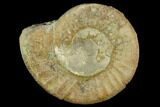 Ammonite (Orthosphinctes) Fossil - Germany #125865-1